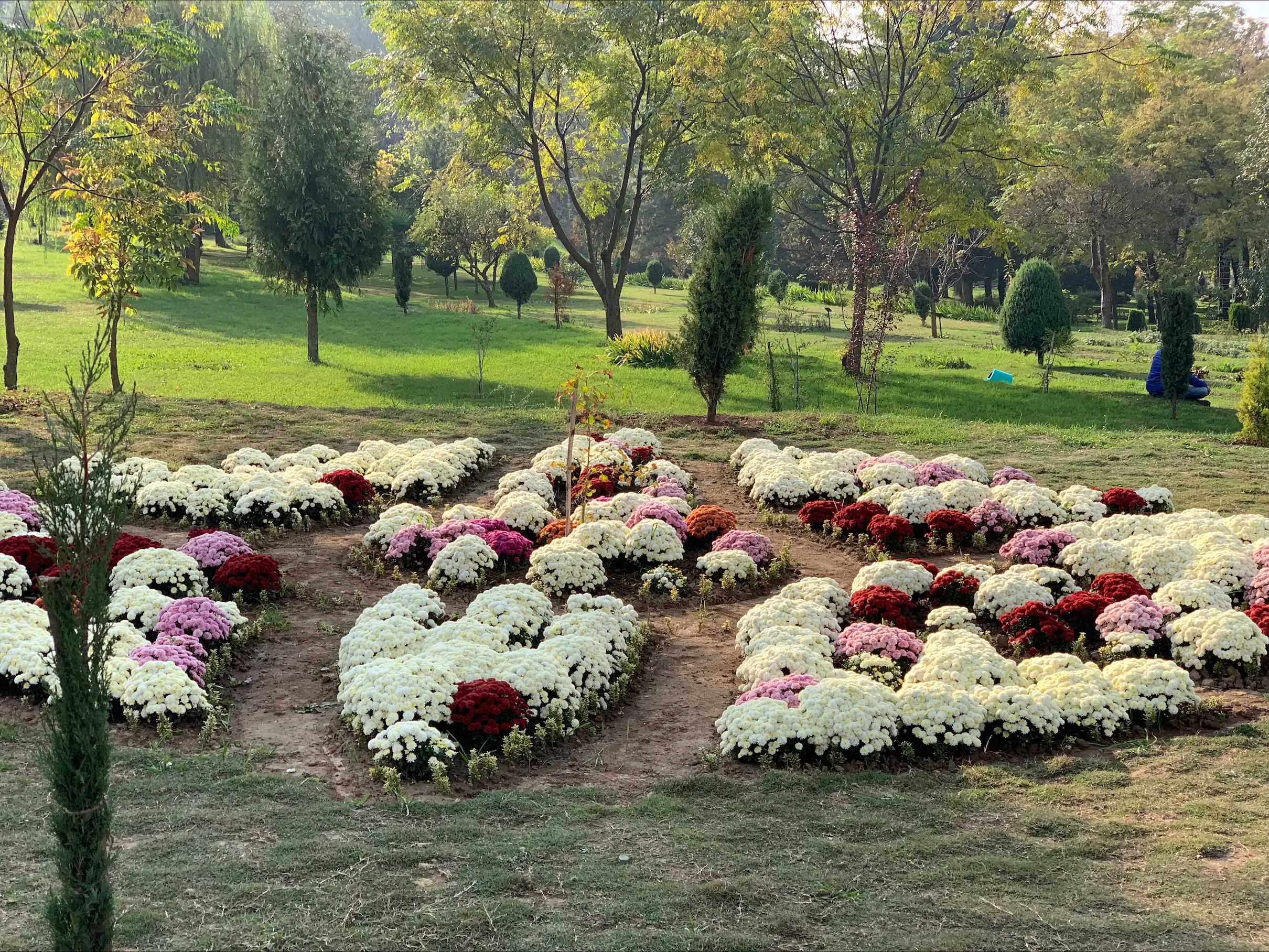 Kashmir’s floriculture department introduces new Chrysanthemum Garden in Srinagar, extending tourism season with vibrant autumn splendor
