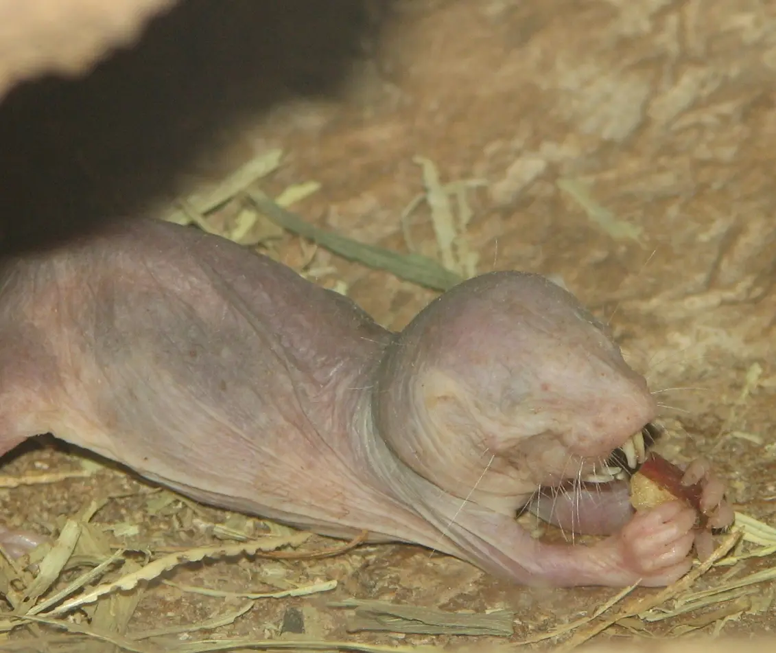 3.  Naked Mole-Rat - Survives Without Oxygen for Minutes
