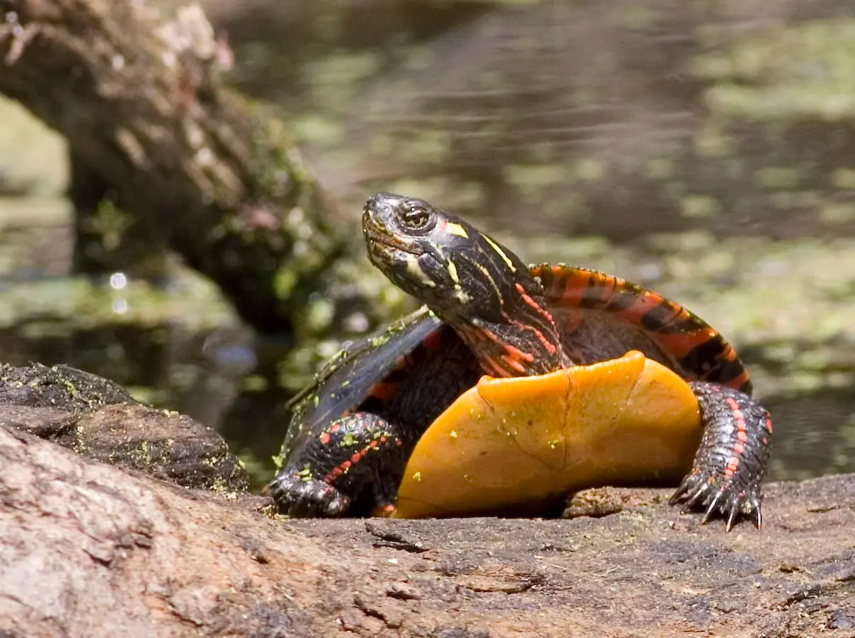 4. Painted Turtle - Freezing Without Oxygen