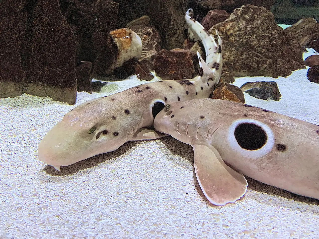 5. Epaulette Shark - Long Oxygen-Free Periods