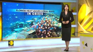 Florida: Climate Change Wipes Out Key Coral Species 