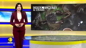 Global Warming Hits China’s Famous Hairy Crab Industry | CLIMATE TRACKER 