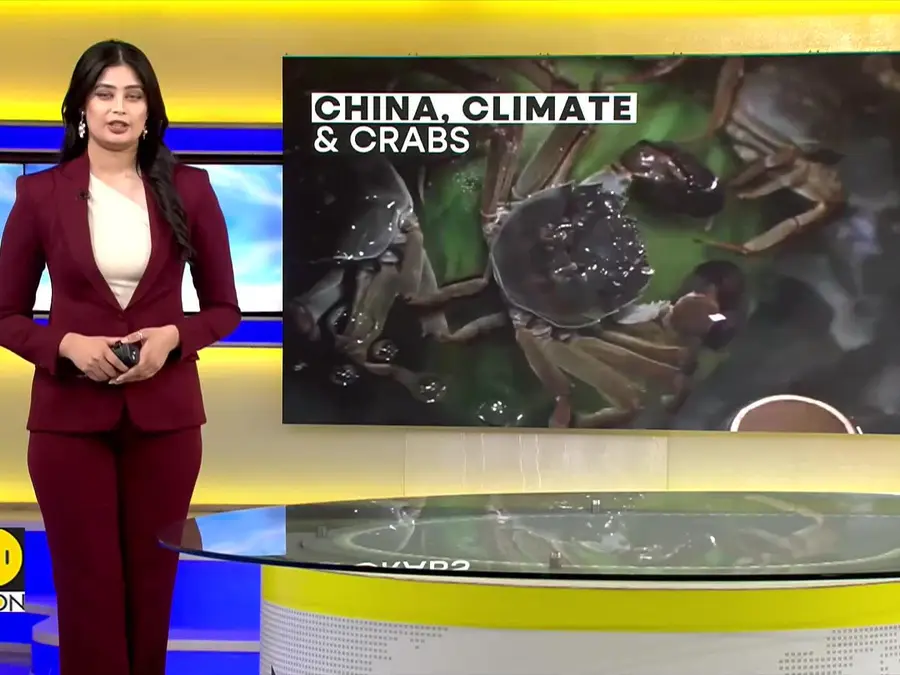 Global Warming Hits China’s Famous Hairy Crab Industry | CLIMATE TRACKER 