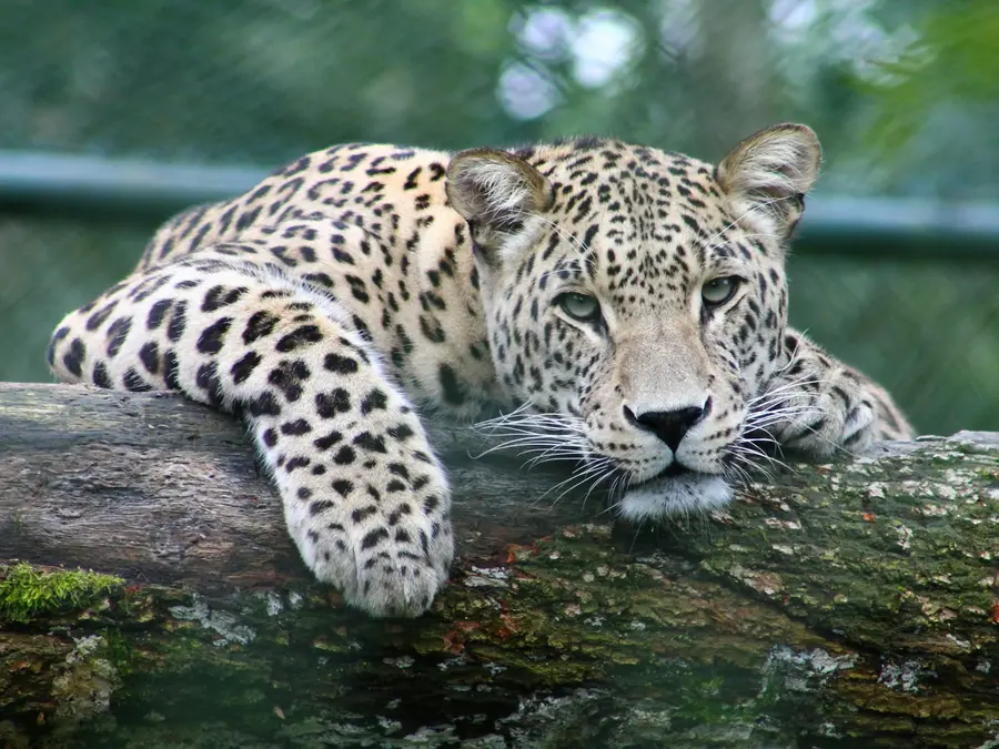 From a leopard skin seizure to a wider probe: What we know so far