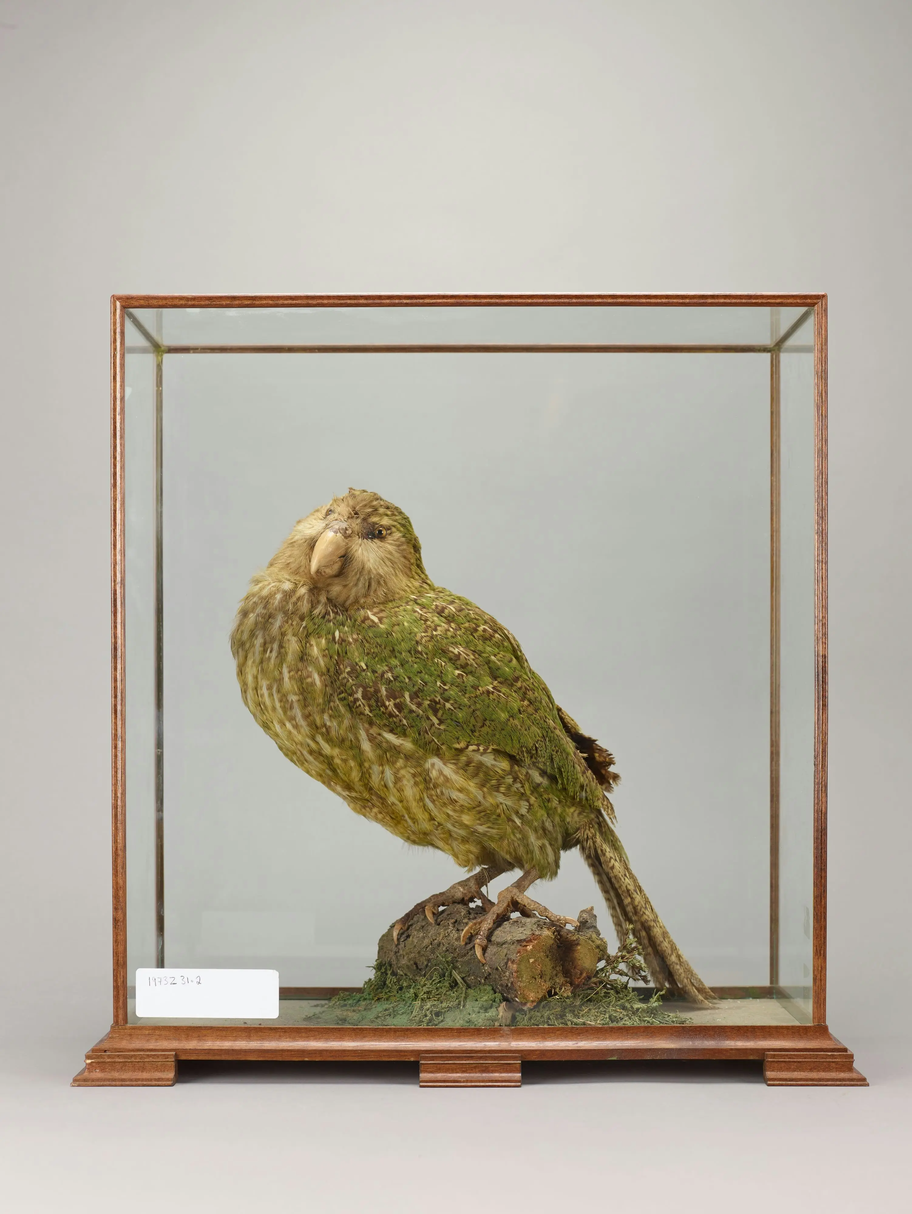 Kakapo – New Zealand