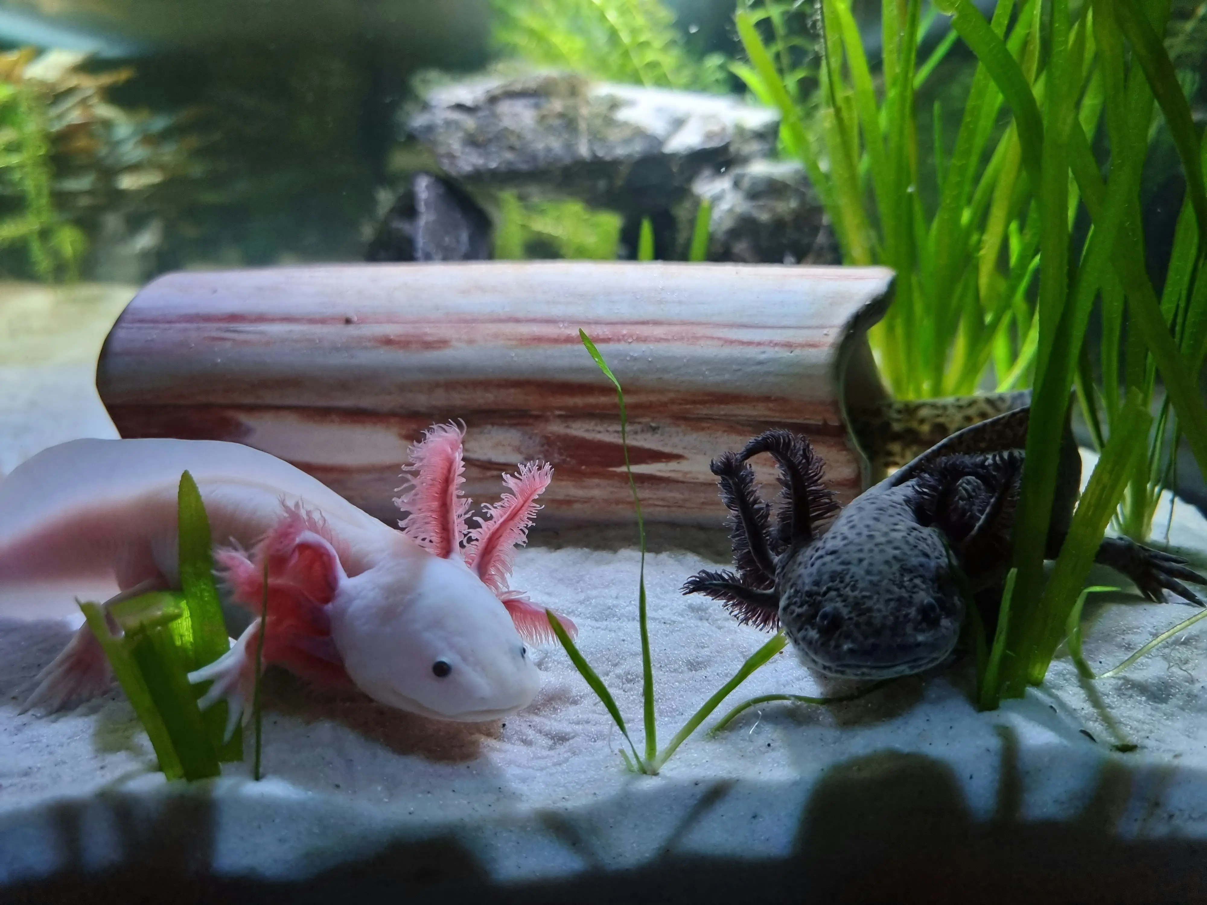 Axolotl – Mexico
