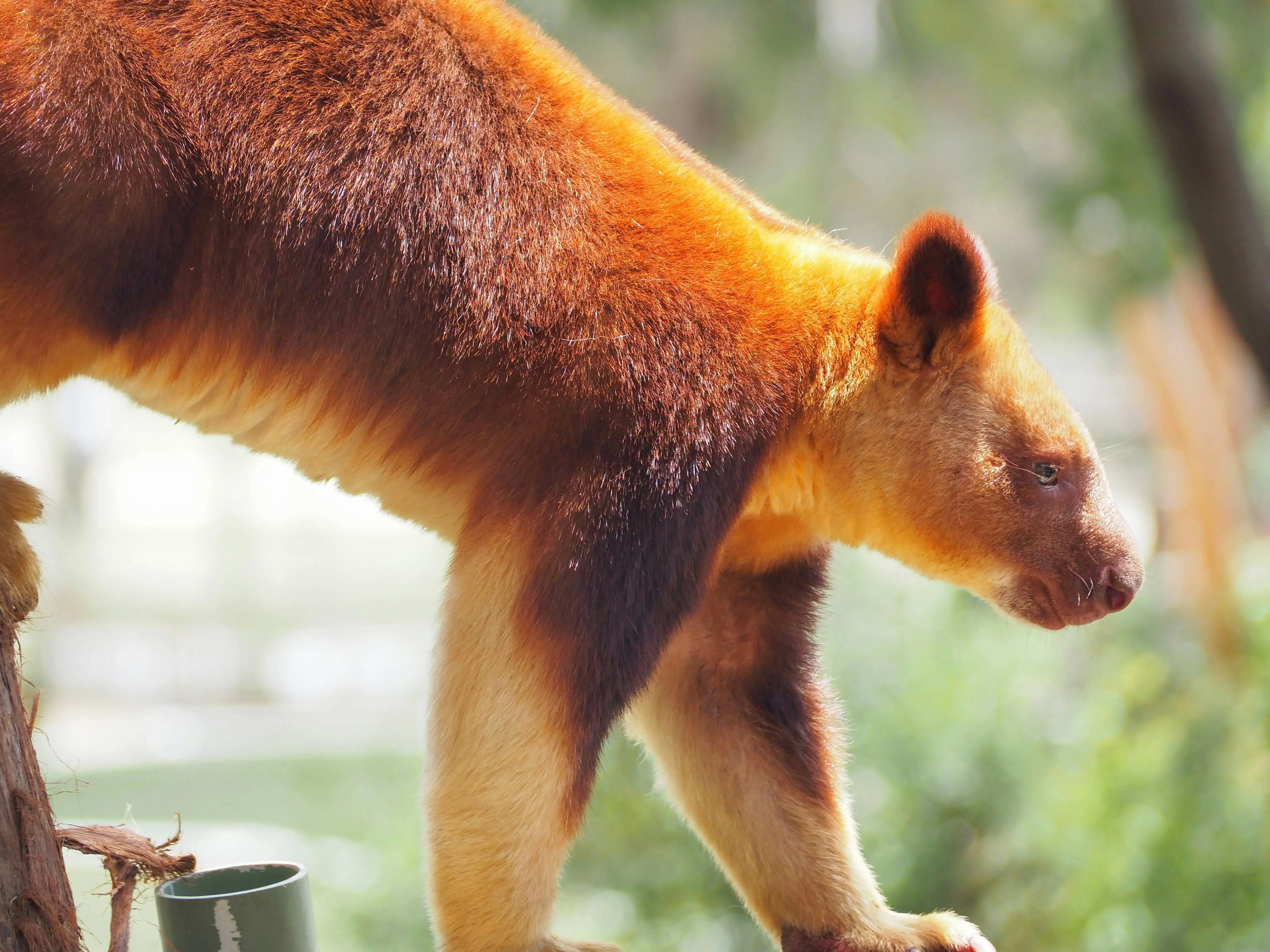 Tree Kangaroo – Papua New Guinea
