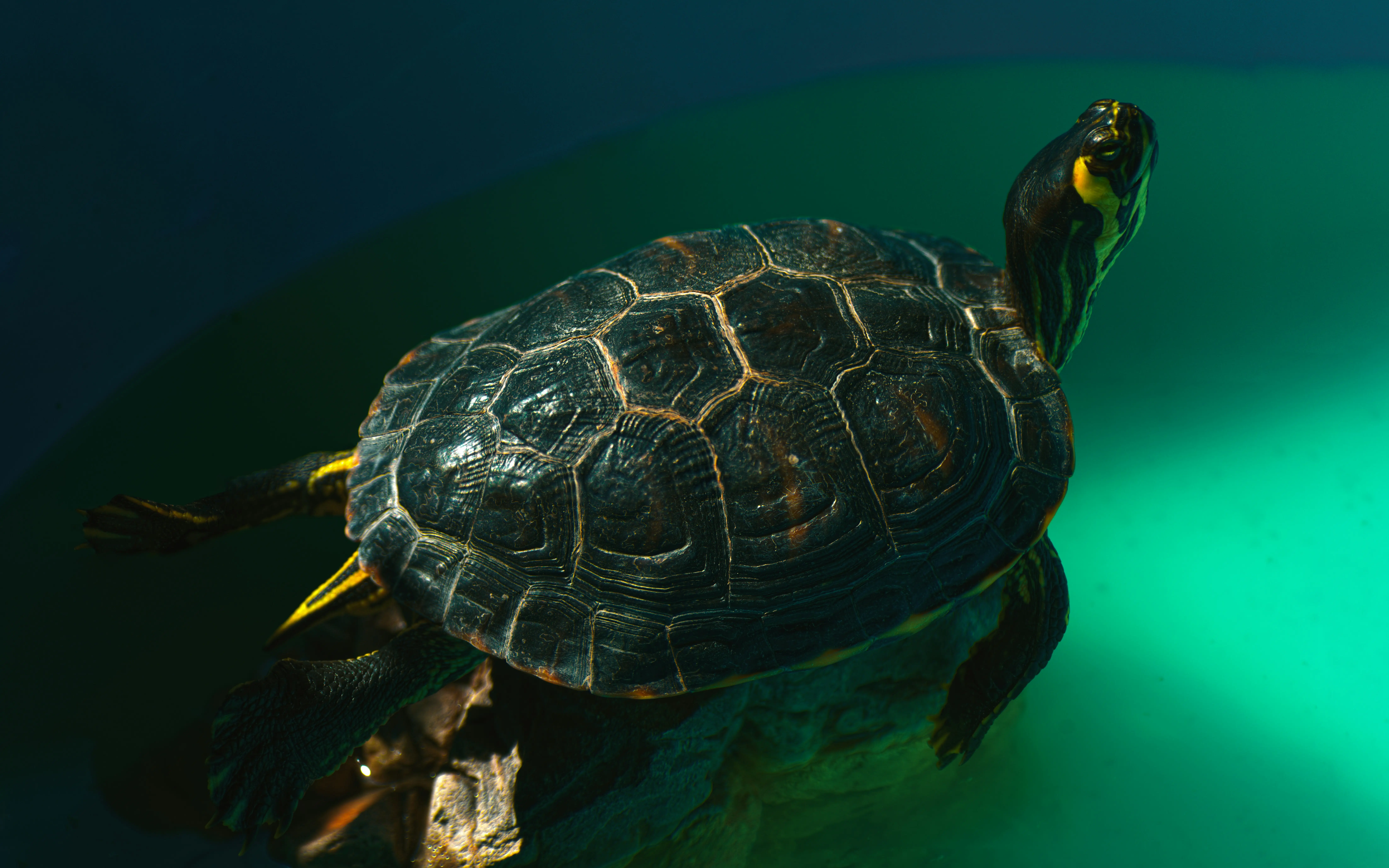 Giant Freshwater Turtle – Vietnam