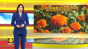 Mexico: Climate Change Threatens Mexico’s Iconic Day of the Dead Marigolds