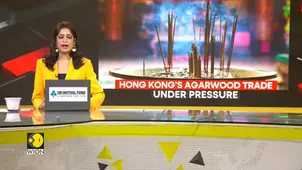 Hong Kong's 'black gold' agarwood under threat 