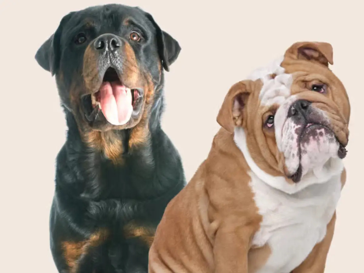 THIS India city bans six dog breeds, tightens pet ownership rules. Deets inside