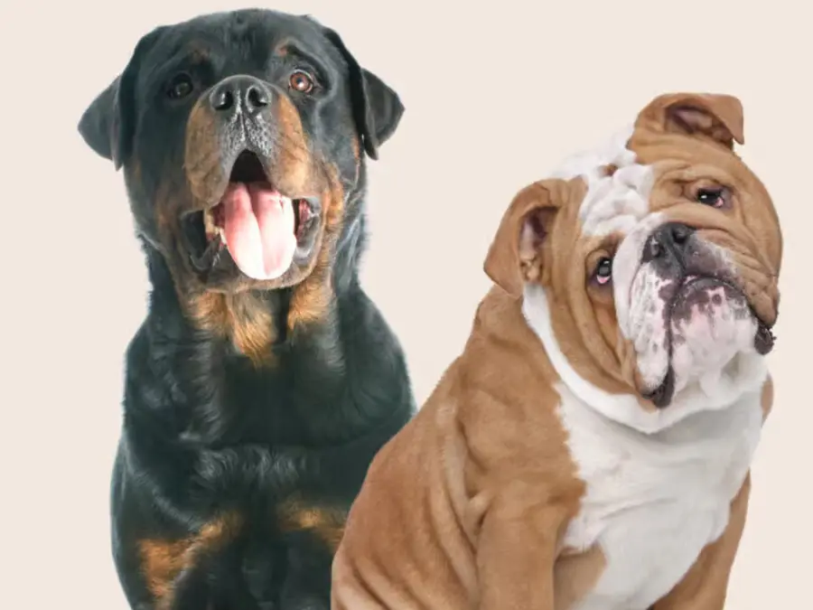 THIS India city bans six dog breeds, tightens pet ownership rules. Deets inside