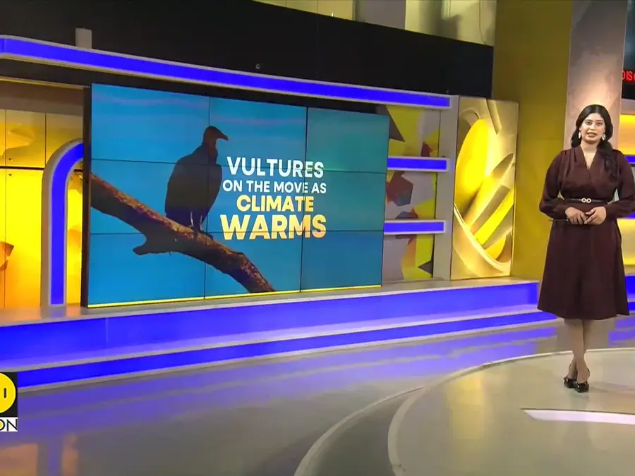 Farmers battle black vultures killing calves as warming winters push them north