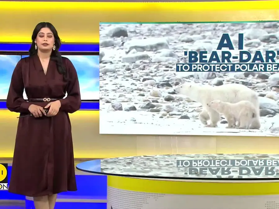 Polar bears struggle to survive as climate change melts Arctic ice
