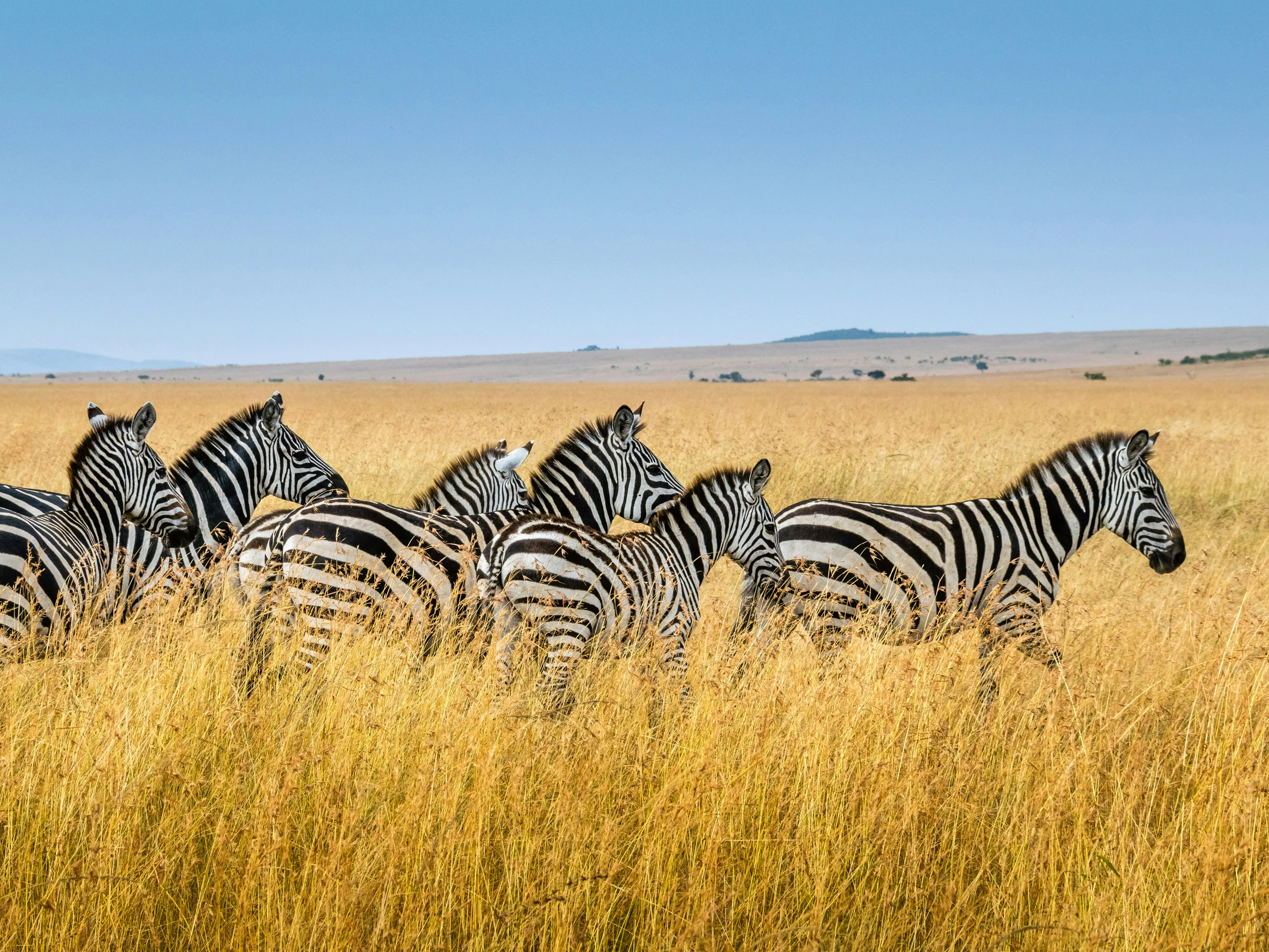 Why Kenya is perfect for a wildlife-filled holiday Why Kenya is perfect for a wildlife-filled holiday