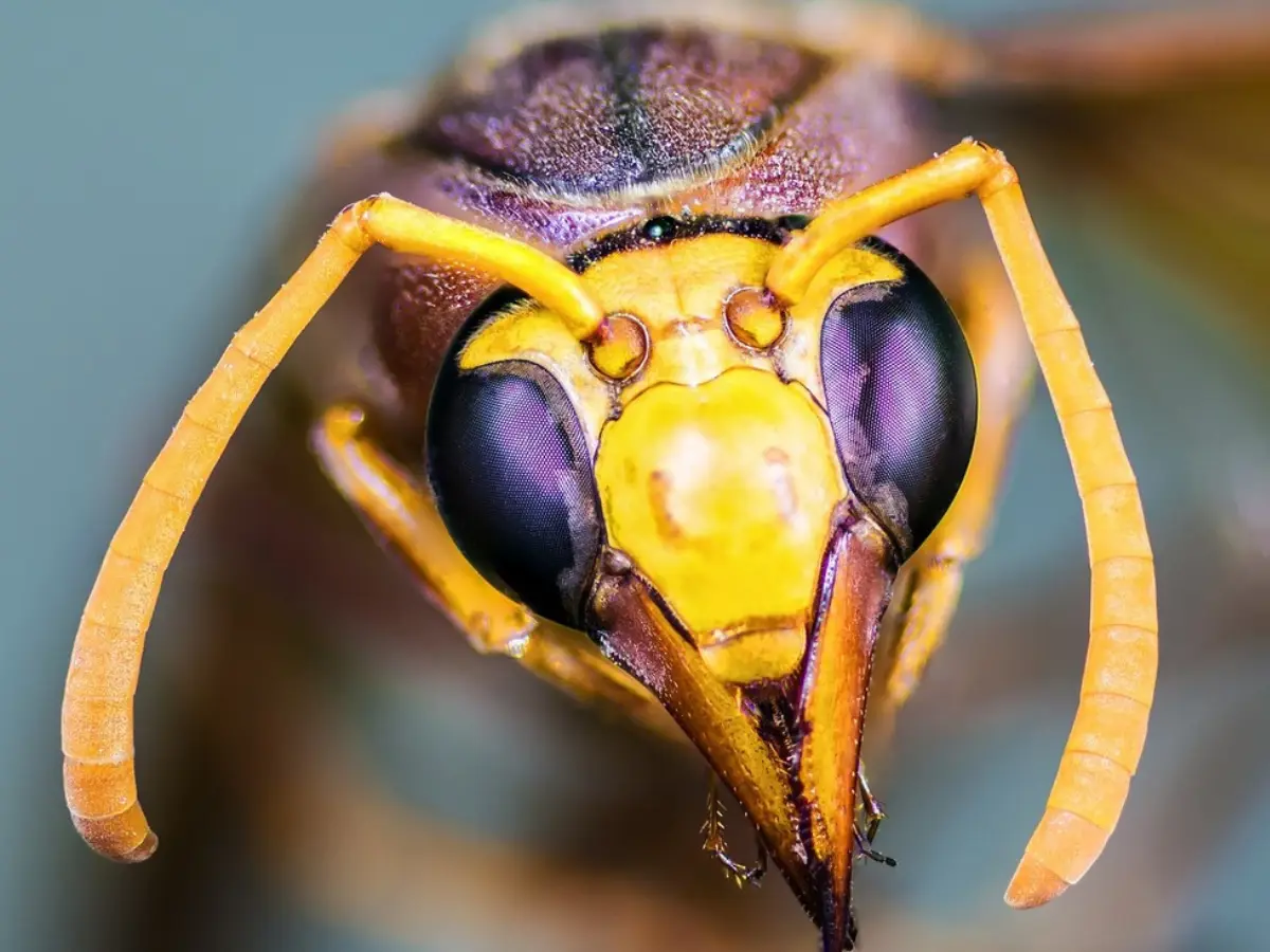 Asian giant hornets kill American father and son in Laos, stinging them over 100 times Asian giant hornets kill American father and son in Laos, stinging them over 100 times
