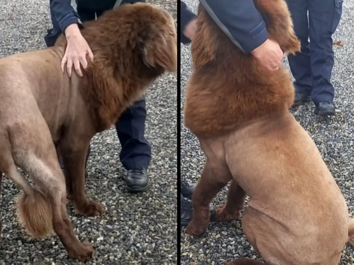 'Lion' in Irish woodland triggered panic. The police jumped in, and found a 'mouse' 'Lion' in Irish woodland triggered panic. The police jumped in, and found a 'mouse'