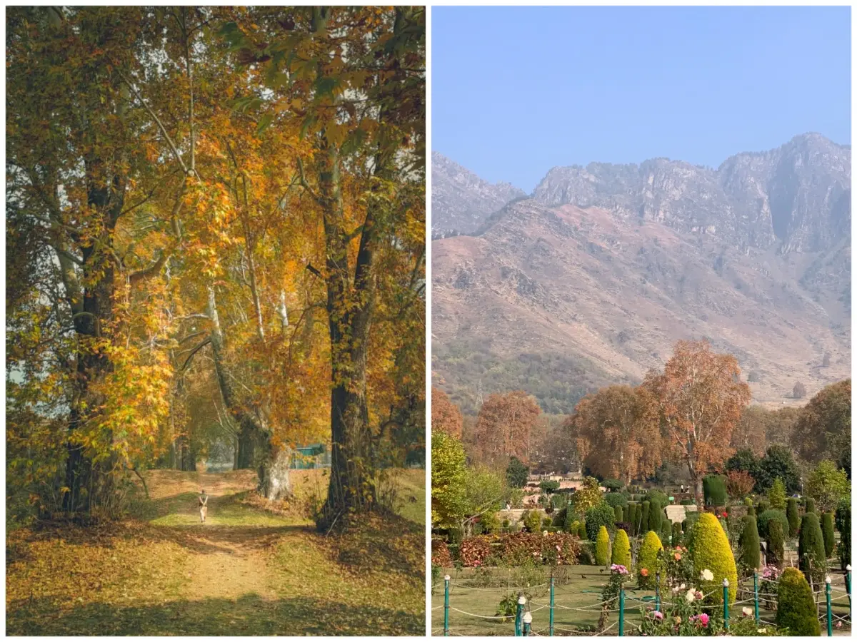 Kashmir's Autumn Splendor: Chinar Trees Draw Tourists to Mughal Gardens
