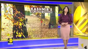 Kashmir’s Chinar Trees Undergo Stunning Transformation, Draw Massive Tourist Crowd