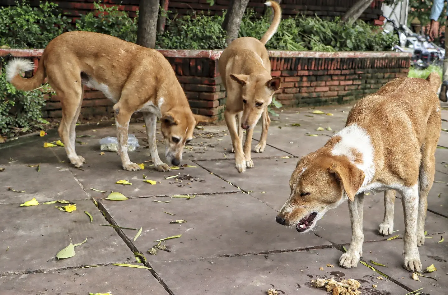 Maharashtra: Two-year-old girl attacked by stray dog in Thane; BMC says only 8 shelters available for 90K strays