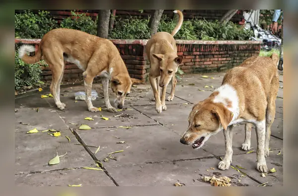 Maharashtra: Two-year-old girl attacked by stray dog in Thane; BMC says only 8 shelters available for 90K strays Maharashtra: Two-year-old girl attacked by stray dog in Thane; BMC says only 8 shelters available for 90K strays