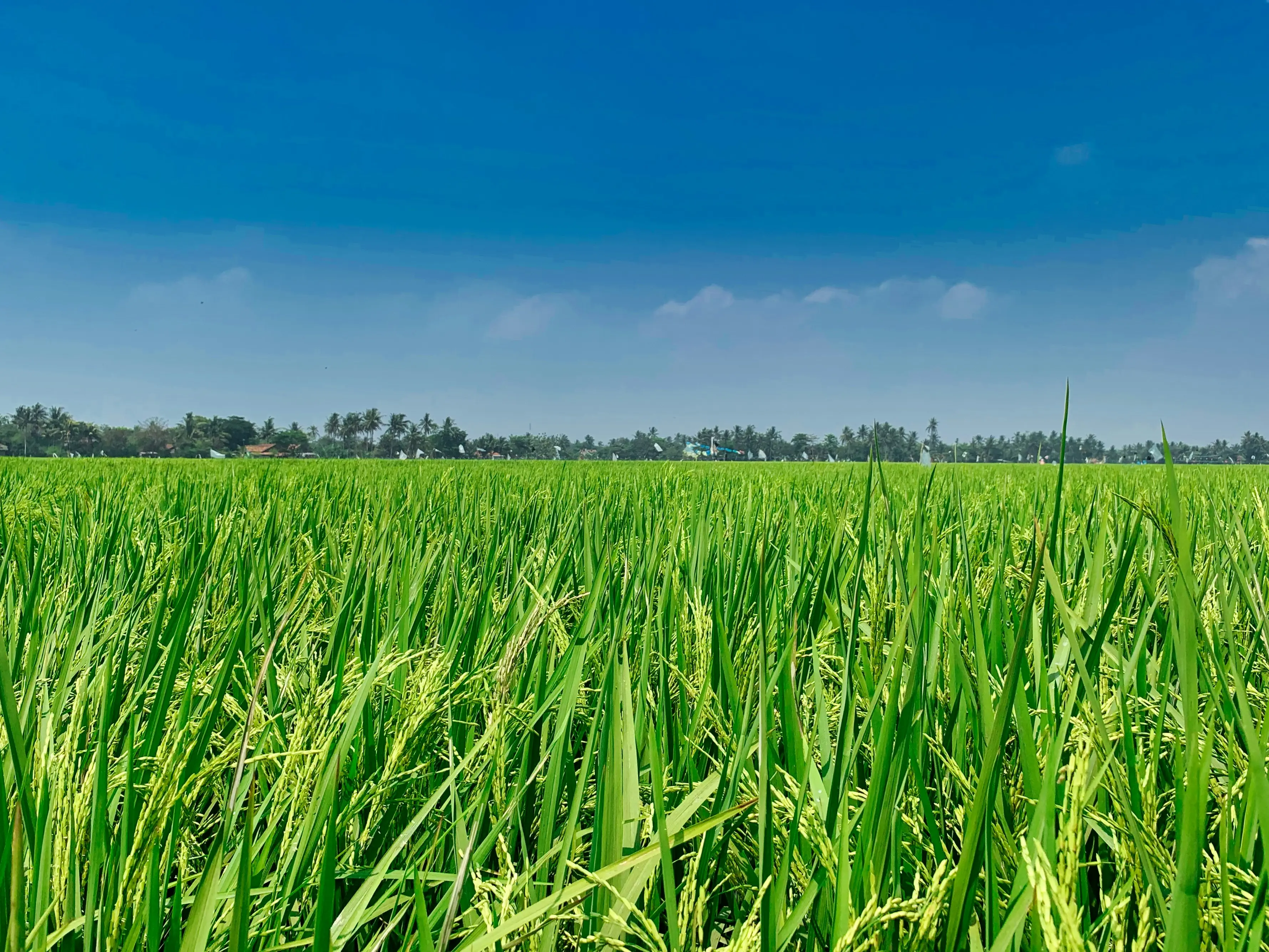 Thailand - Renowned for Jasmine Rice