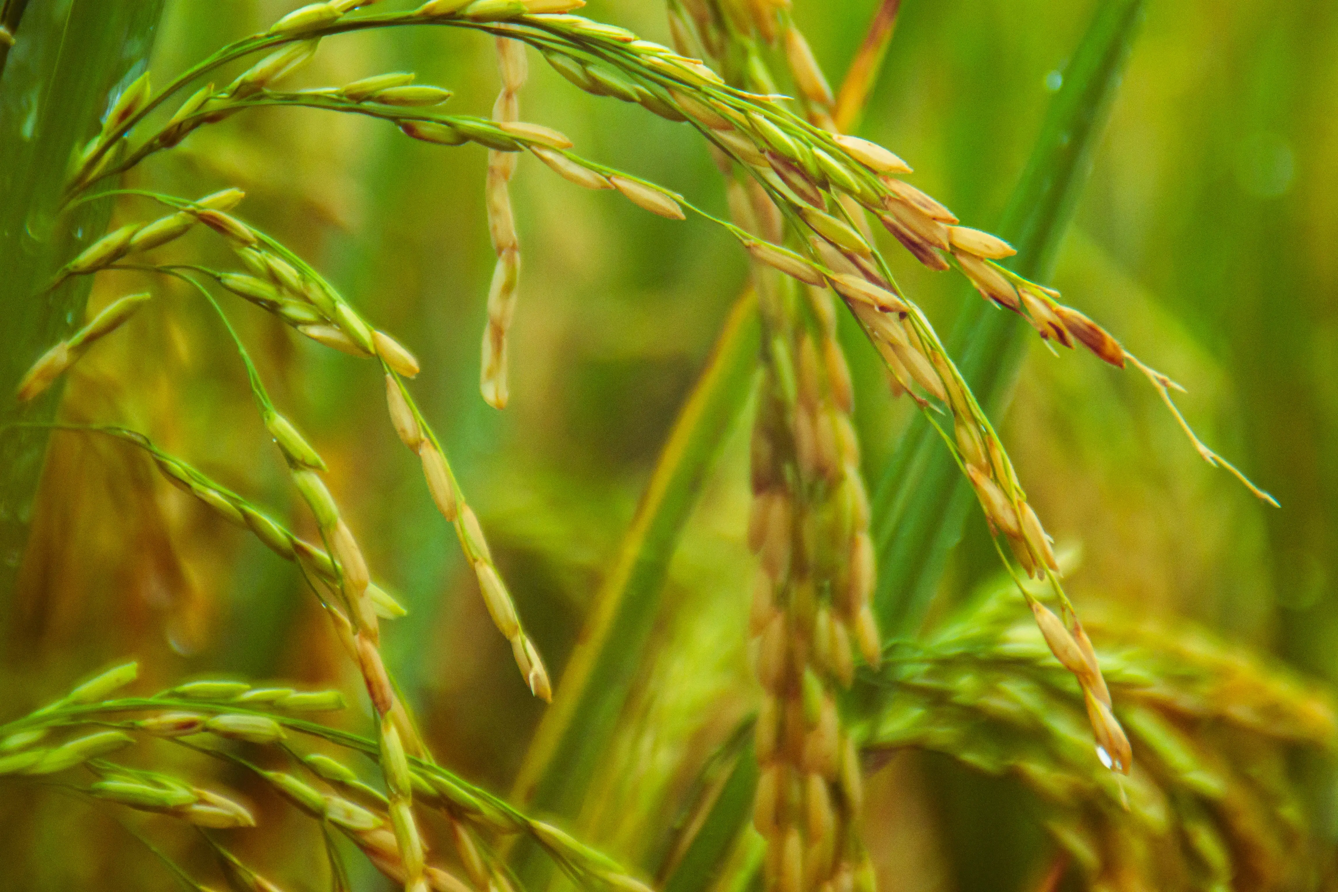 Philippines - Large Producer and Importer