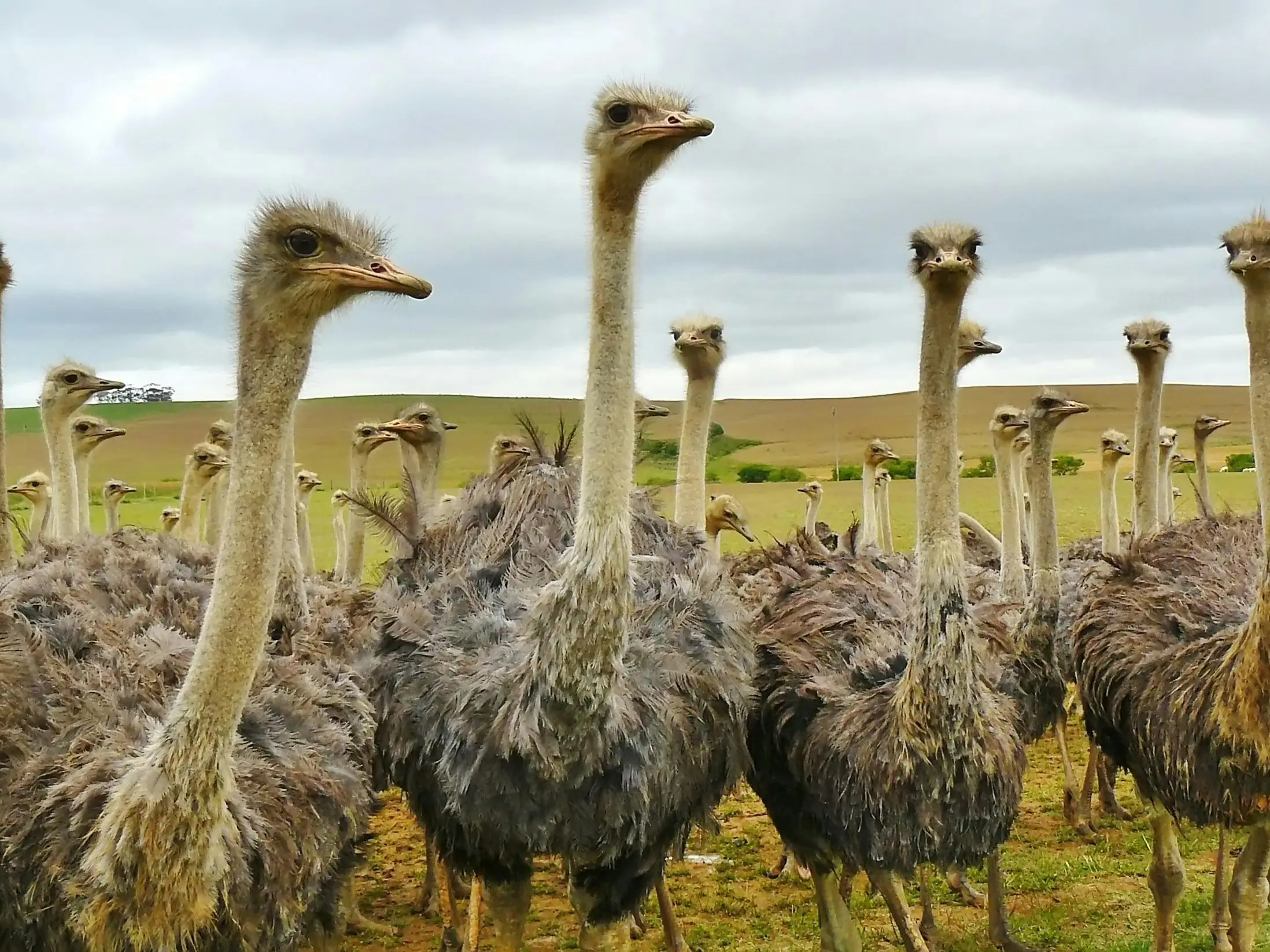 314 ostriches shot dead on Canadian farm - Owner puts forward COVID-19 and H1N1 conspiracy theory 314 ostriches shot dead on Canadian farm - Owner puts forward COVID-19 and H1N1 conspiracy theory