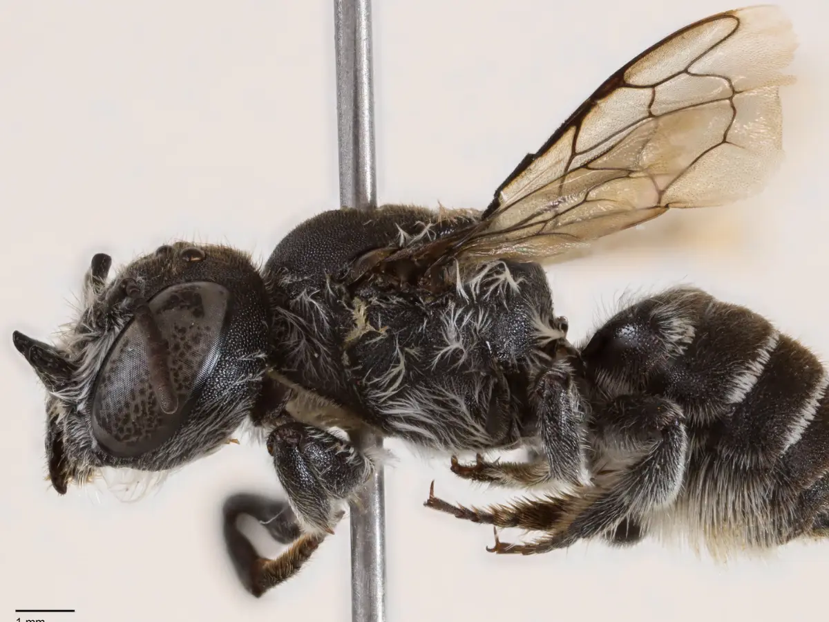 Spiky-Horned Bee Named Lucifer Stuns Scientists with Devilish Looks
