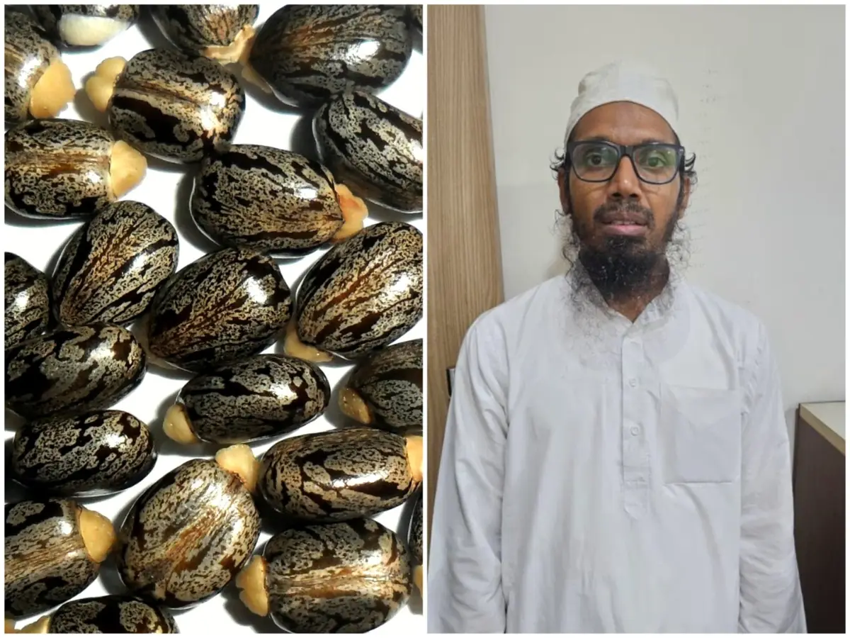 Ricin: The new bio-weapon on the block threatening global security—Know what makes this chemical so dangerous? Ricin: The new bio-weapon on the block threatening global security—Know what makes this chemical so dangerous?