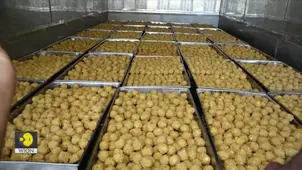 Tirupati Laddu Scam: Inside the Fake Ghee Factory Behind a ₹250 Crore Fraud