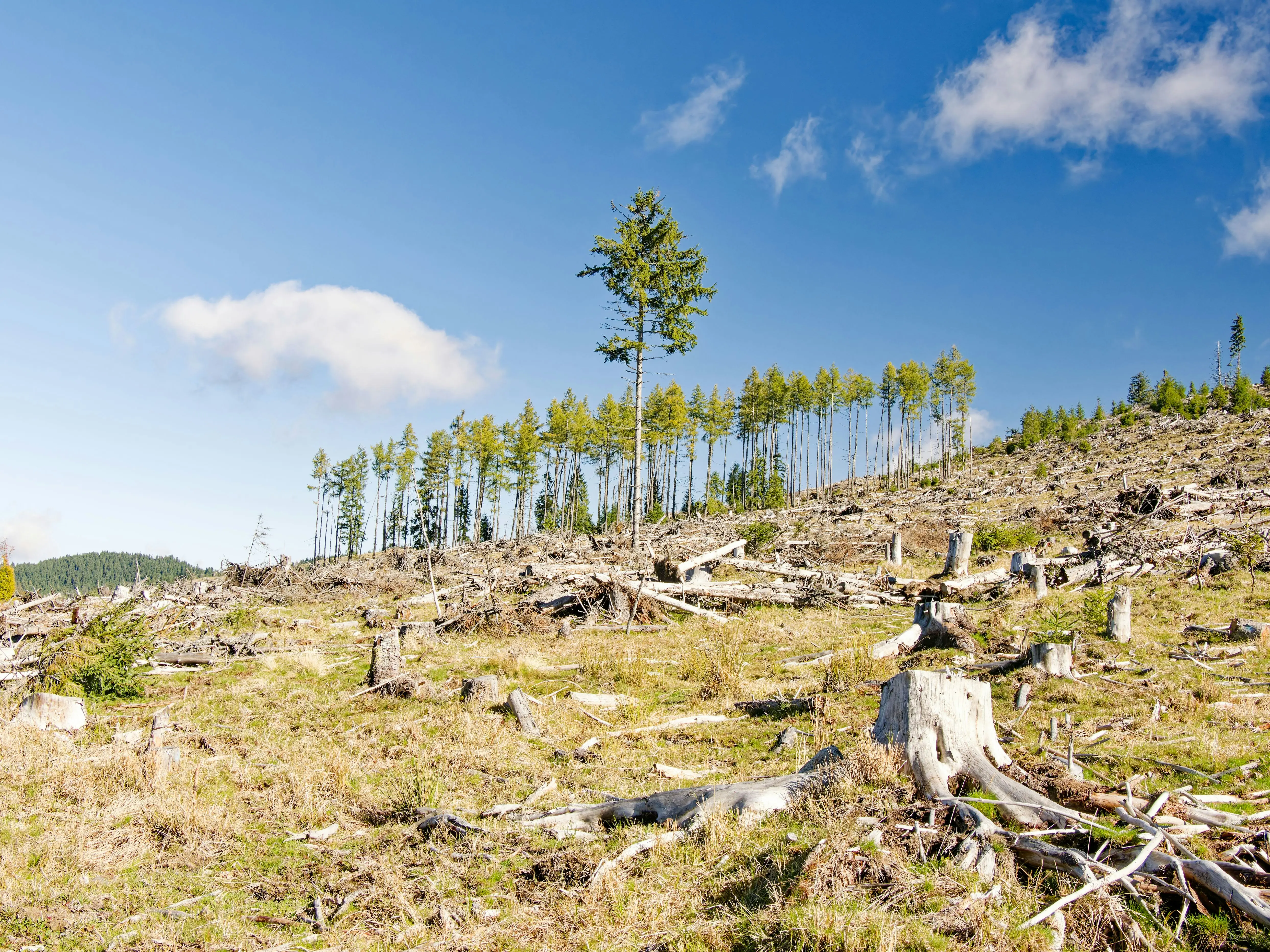 Deforestation and Habitat Loss