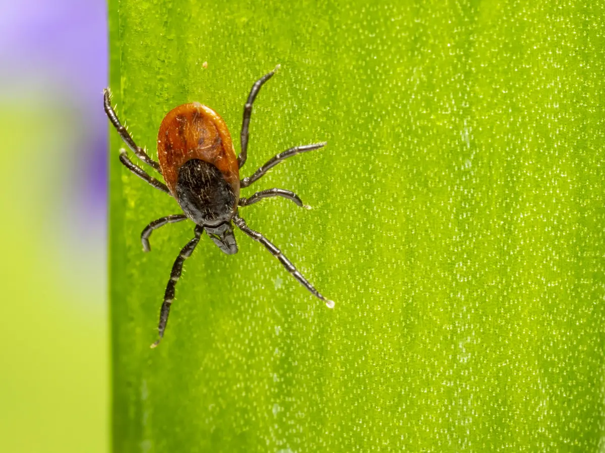Man Dies From Meat Allergy After Tick Bite, Highlighting Alpha-Gal Syndrome Dangers
