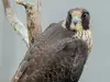 'Nestflix' reality TV chicks take fight - What is peregrine falcon livestream?