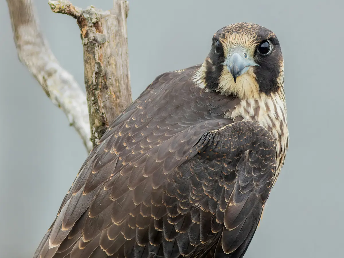 Nestflix Falcons Take First Flight