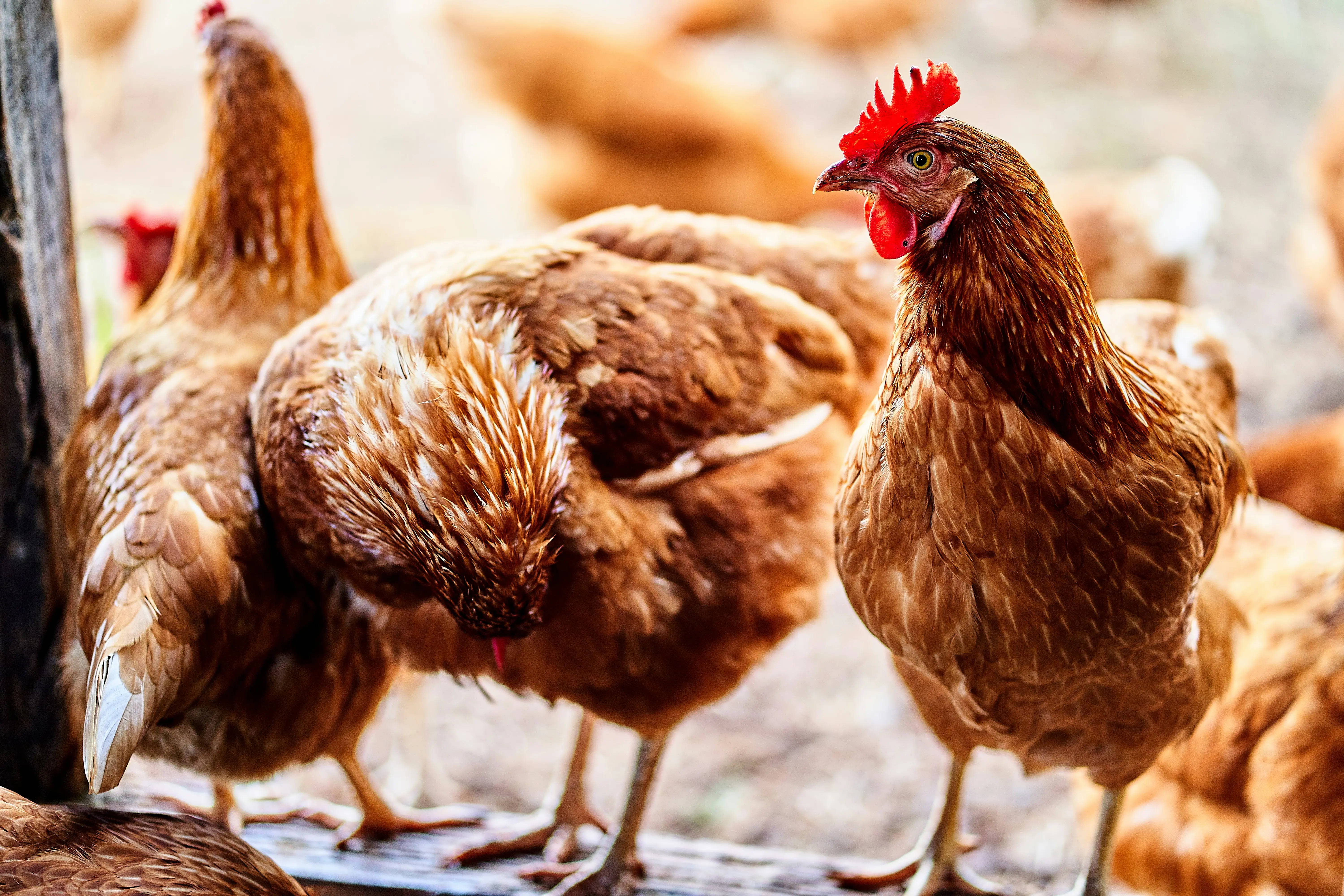 H5N5, a subtype of bird flu, has infected a human for the first time
