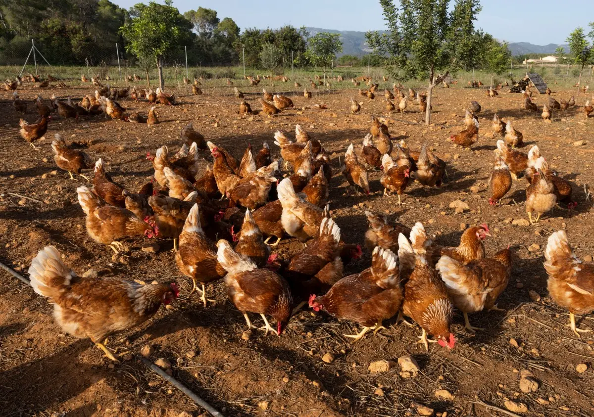 Domestic poultry or wild birds could be source of virus