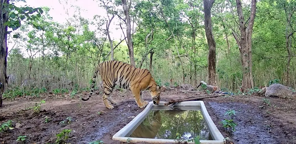 After 32 years, Tiger finally returns to Gujarat’s forest