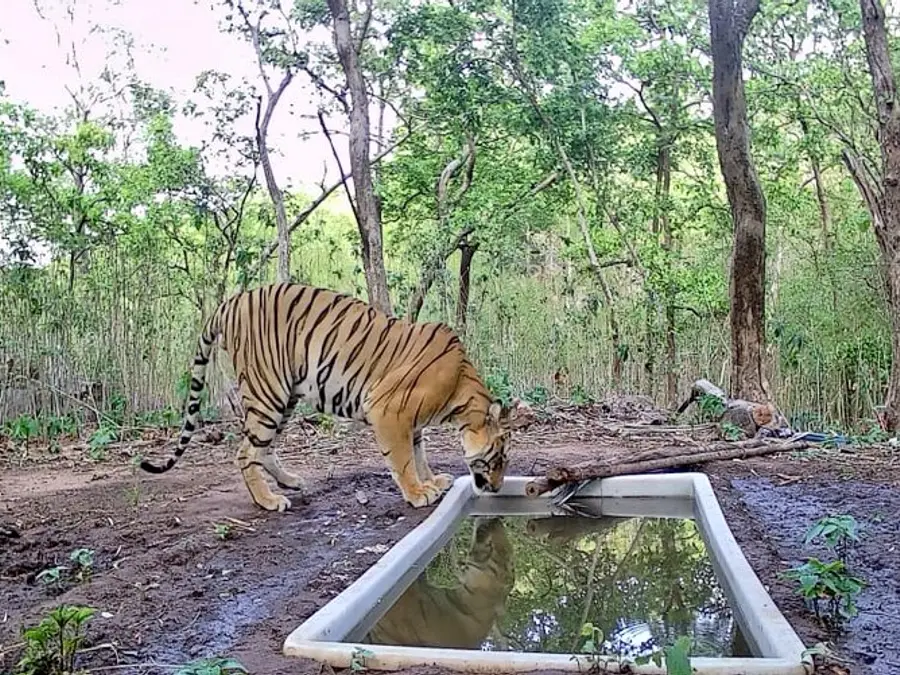 After 32 years, Tiger finally returns to Gujarat’s forest