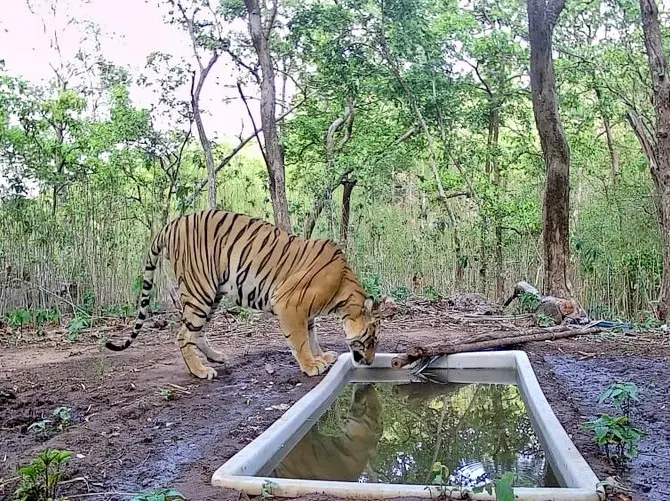 After 32 years, Tiger finally returns to Gujarat’s forest After 32 years, Tiger finally returns to Gujarat’s forest