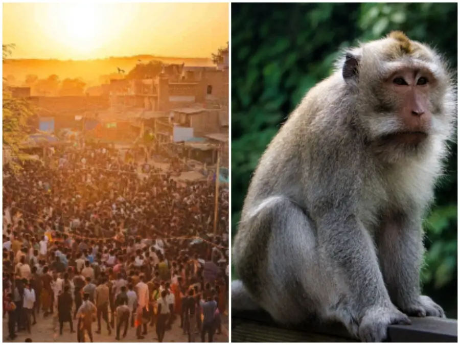 Hanuman’s incarnation? Over 4,000 villagers hold funeral feast for monkey in MP, human-style full rituals performed