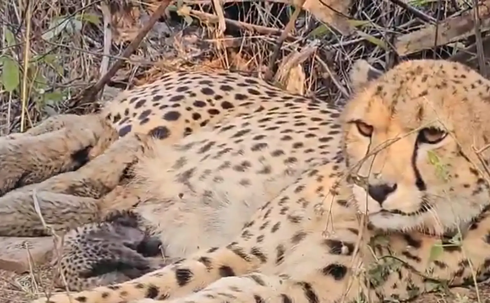 WATCH: India’s first home-born cheetah mom! Mukhi gives birth to 5 cubs at Kuno National Park in MP