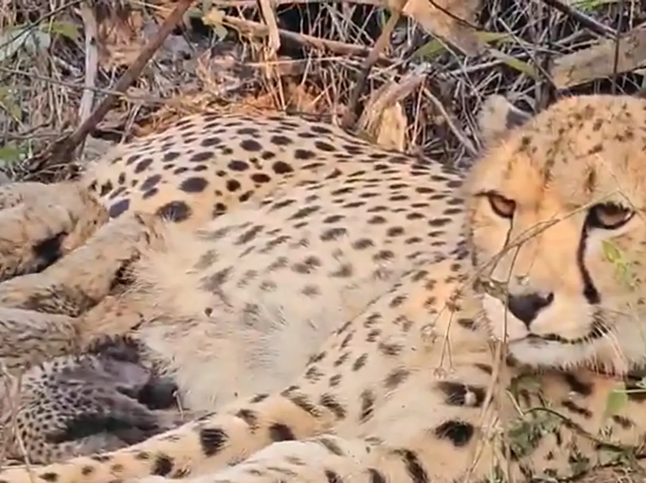 WATCH: India’s first home-born cheetah mom! Mukhi gives birth to 5 cubs at Kuno National Park in MP WATCH: India’s first home-born cheetah mom! Mukhi gives birth to 5 cubs at Kuno National Park in MP