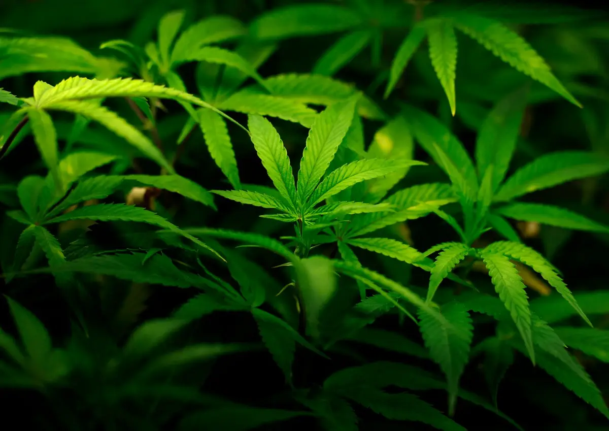 Does cannabis help with alcoholism? Researchers found surprising results