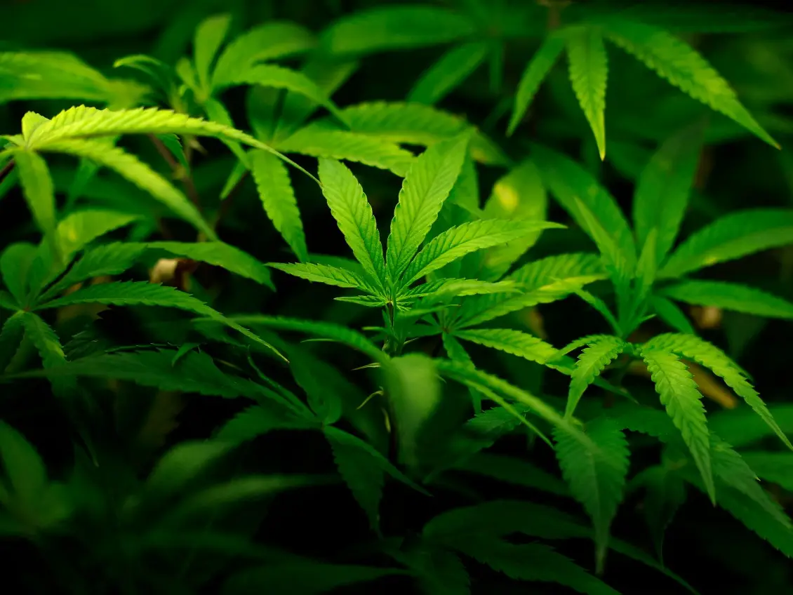 Does cannabis help with alcoholism? Researchers found surprising results Does cannabis help with alcoholism? Researchers found surprising results
