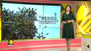 Mexico: Migration season begins for Monarch butterflies 