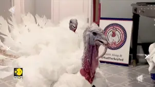 Trump Roasts Enemies and Pardons Turkeys in Controversial Thanksgiving Move