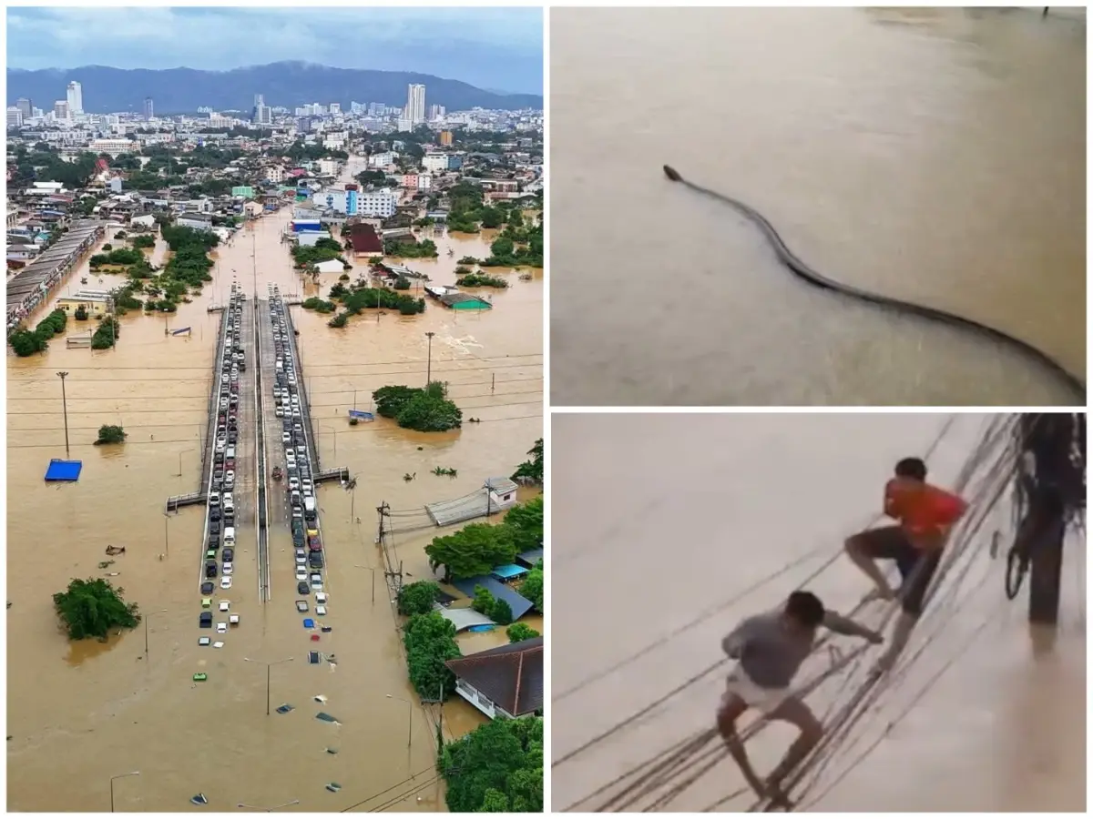 WATCH: People climb lamp poles, snakes slither as 'once in 300 year' rains flood Thailand province; Death toll climbs to 33