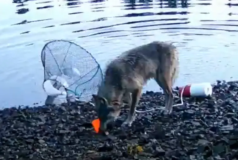 WATCH | Wolf captured on camera for the first time using rope to retrieve crab-trap bait
