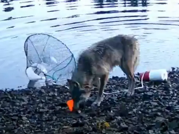 WATCH | Wolf captured on camera for the first time using rope to retrieve crab-trap bait WATCH | Wolf captured on camera for the first time using rope to retrieve crab-trap bait